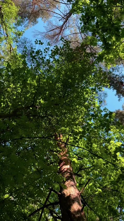 Low angle view of lush green forest canopy Видео 325964708