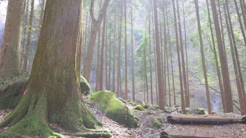 Low angle view of lush green forest canopy with beautiful sunlight. 4K. Stock Footage 328627141