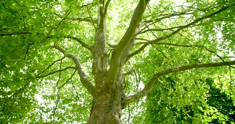 Low angle view of lush green deciduous tree canopy in bright sunlight Stockbeeldmateriaal 329680862