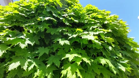Low Angle View of Lush Green Maple Tree Leaves Against Clear Blue Sky Stock Footage 334794116