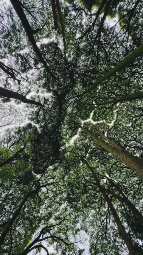 Low angle view of lush green tree canopy against a bright sky 库存影片 335248655