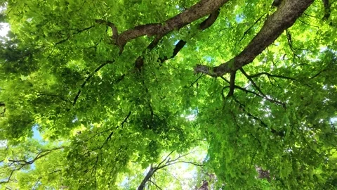 Low Angle View of Lush Green Tree Canopy and Sunlight in Summer Stock Footage 335738919