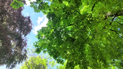 Low Angle View of Lush Green and Purple Tree Canopy in Paris Stock Footage 335852864