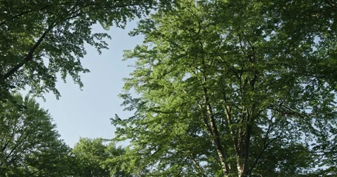 Low angle view of a lush green forest canopy Stockbeeldmateriaal 339065886