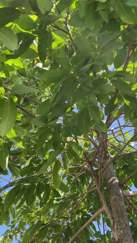 Low Angle View of Lush Green Forest Canopy in Summer 4K Vídeos de archivo 341302195
