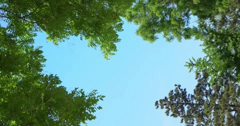 Low angle view of lush green tree canopy against a clear blue sky Stock Footage 342108037