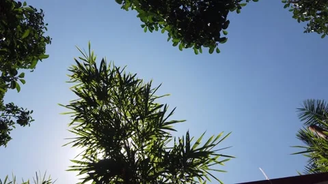 Low angle view of lush green bamboo leaves swaying against a clear blue sky Video stock 342220084