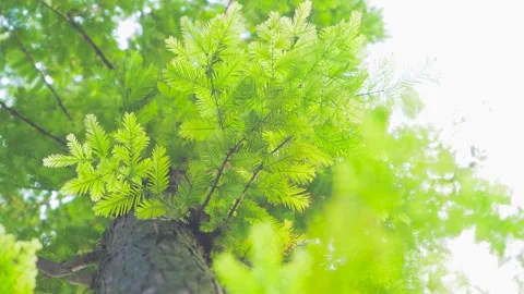 Low Angle View of Lush Green Bald Cypress Tree Leaves in Summer Sunlight Stock Footage 342221538