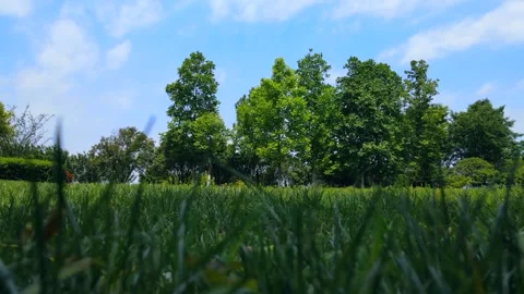 Low angle view of lush green trees and summer grass under blue sky Video stock 342257603