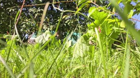 Low angle view of lush green garden plants and blue sky on a sunny day Stock Footage 342722416
