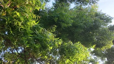 Low angle view of lush green tree leaves swaying vigorously in strong wind Video stock 343198076
