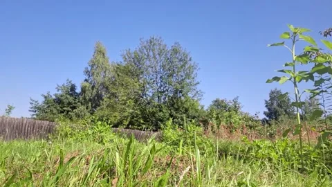 Low angle view of lush green grass and trees under a clear blue sky Stock Footage 343364696