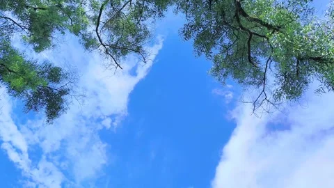 Low angle view of lush green willow branches swaying gently against bright .. Видео 343554866