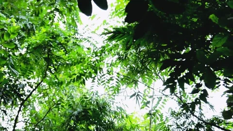 Low Angle View of Lush Green Tree Canopy Against Bright Sky Stock Footage 344799210