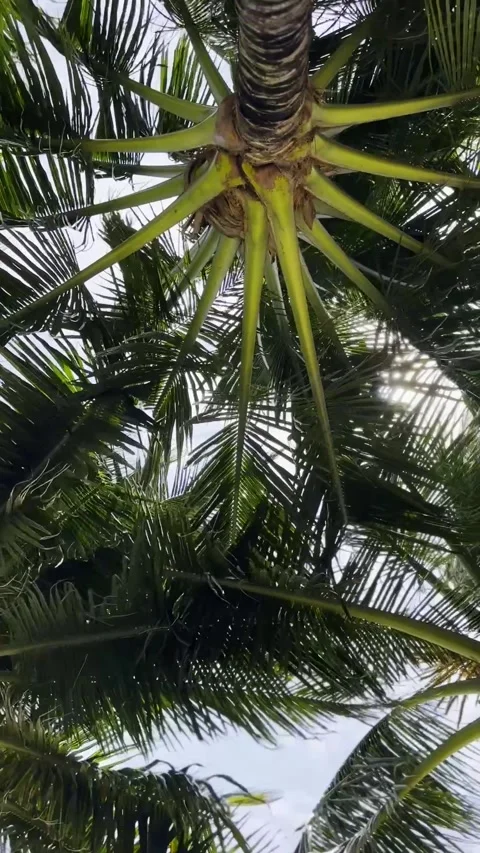 Low angle view of lush green coconut palm fronds swaying. 스톡 동영상 346045728
