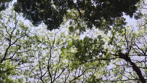 Low angle view of lush green tree canopy and branches Stock Footage 346484971