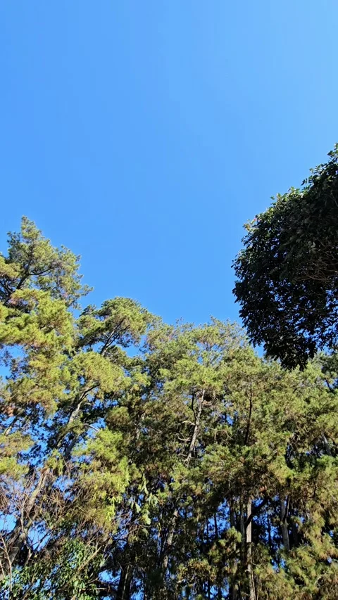 Low angle view of lush green pine tree canopy Stock Footage 346566409