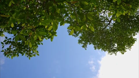 Low angle view of lush green tree branches against a clear blue sky Stock Footage 347039089