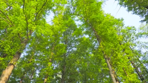 Low angle view of lush green Metasequoia trees in a tranquil forest setting Video stock 347043238