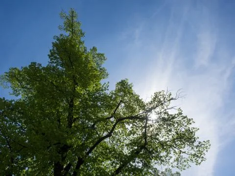 Low angle view of lush green tree against bright blue sky during spring time in Stock Photos
