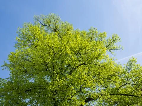 Low angle view of lush green tree against bright blue sky during spring time in Stock Photos