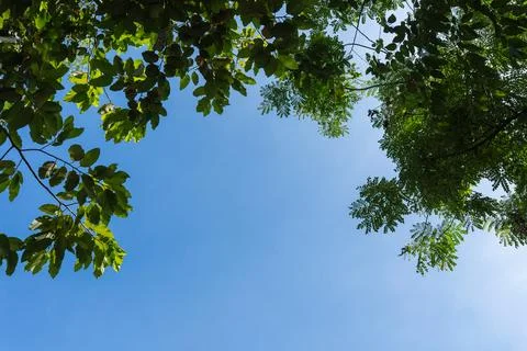 Low angle view of lush green tree branches reaching into a bright clear Stock Photos