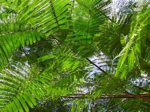 Low angle view of lush green albizia tree leaves against the sky 库存照片