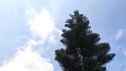 Low angle view of a lush green pine tree top under a cloudy blue sky Фото
