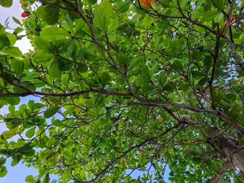 Low angle view of lush green tree canopy against blue sky Фото