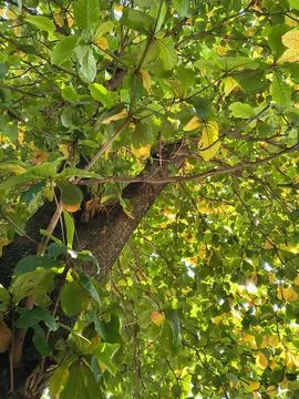 Low angle view of lush green and yellow tree canopy against a bright sky. Stock Photos