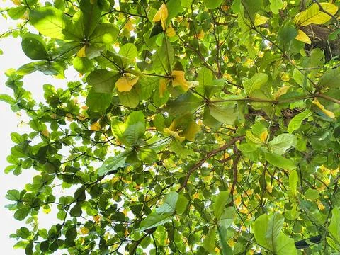 Low angle view of lush green and yellow tree canopy against a bright sky. Foto stock