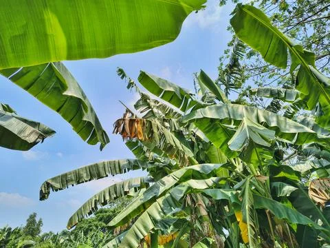 Low angle view of lush green banana leaves against a blue sky. Stock Photos