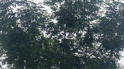 Low angle view of lush green tree canopy against an overcast sky Fotos de archivo