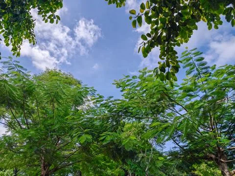 Low Angle View of Lush Green Tree Canopy Against Blue Sky and Clouds Stock Photos