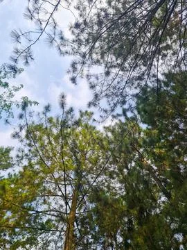 Low angle view of lush pine tree canopy against a blue sky in a serene forest Stockfoto's