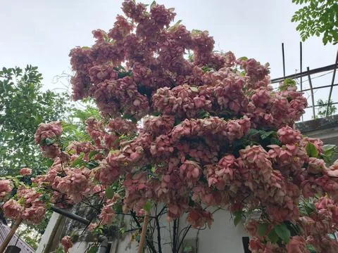 Low-angle view of a lush, pink Mussaenda flower bush, abundant blooms, soft.. Stock Photos