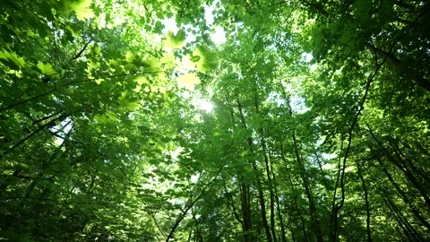 Low Angle View of Lush Tree Crowns with Slow Camera Motion 動画素材 337305597