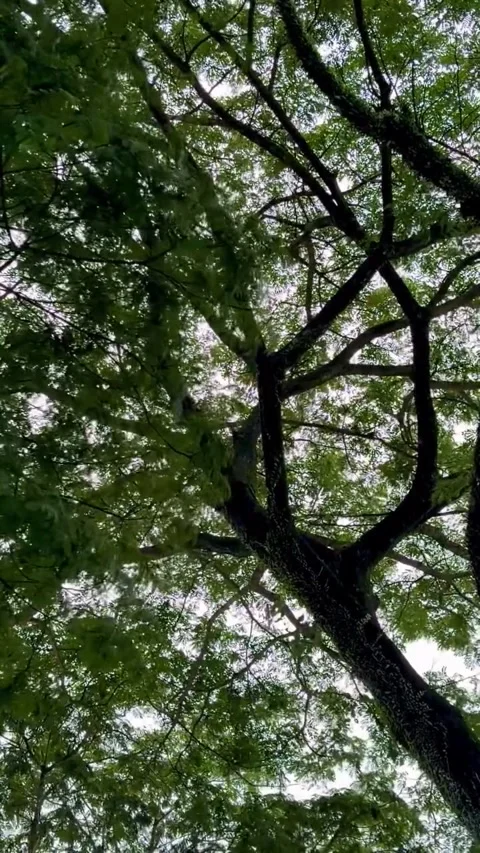 Low Angle View of Lush Tree Canopy Swaying in Wind Stock-Footage 339881782