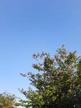 Low Angle View of Lush Tree Branches and Bright Blue Sky Stock Photos