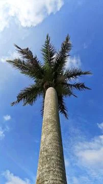 Low angle view of lush tropical palm trees Stock Photos