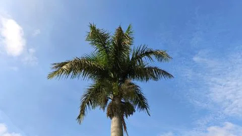 Low angle view of lush tropical palm trees Stock Photos