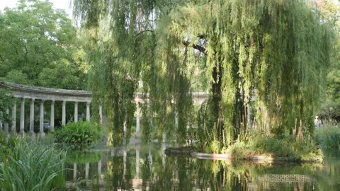 Low Angle View of Lush Weeping Willow Branches Overhanging a Tranquil Park Pond  Stock Footage 340477457