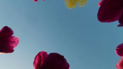 Low Angle View Of Magenta Tulips Against Clear Blue Sky Video stock 334848960