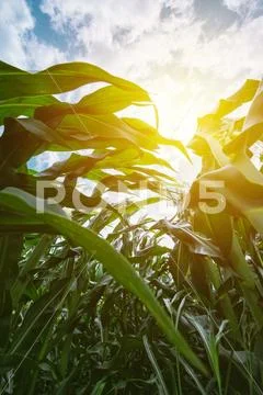 Low angle view of maize crops Stock Photos