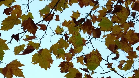 Low-angle view of majestic maple trees with golden autumn leaves swaying Stock Footage 303927982