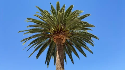 Low angle view of a majestic palm tree 库存影片 332988764