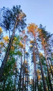 Low angle view of majestic pine tree canopy reaching blue sky at sunset Fotos de archivo