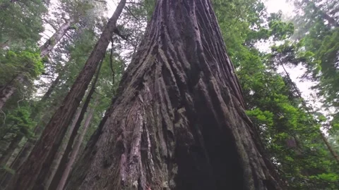 Low-angle view of majestic, towering old-growth redwood trees in the Lady Bird J Stock Footage 332416341