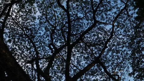 Low Angle View of Majestic Tree Canopy Silhouette Stock Footage 315933513