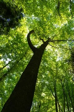 Low angle view of a majestic tree trunk stretching up to a lush green canop.. Stock Photos